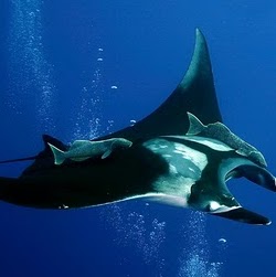 Melanie Leite Photo 3