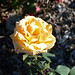 Rose Morning Photo 8