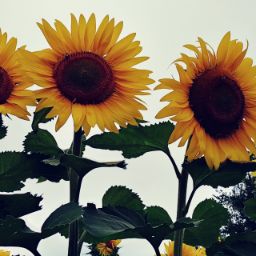 Carol Keyes Photo 16