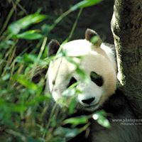 Janet Joy Photo 26 Janet Joy Photo 26