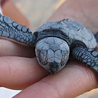 Scott Swanson Photo 36