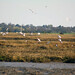 Nicholas Walton Photo 38