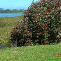 Irene Roberts Photo 35 Irene Roberts Photo 35