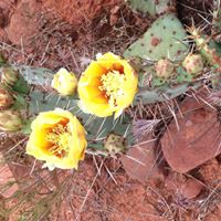 Mary Dunlap Photo 19