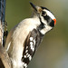 Suzanne Bird Photo 25