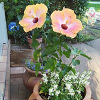 Margaret Weaver Photo 13