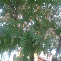 Sandra Garland Photo 33