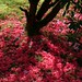 Charles Hedges Photo 17