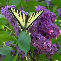 Terri Weinstein Photo 7