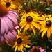 Susan Blom Photo 9