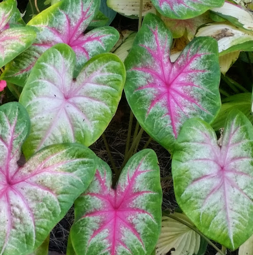 Sandra Williamson Photo 19