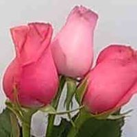 Mahmoud Mohammad Photo 24