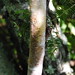 Birch Vermillion Photo 6
