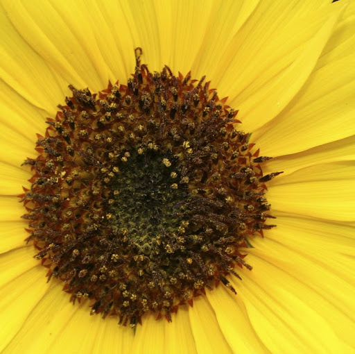 Susan Rice Photo 41 Susan Rice Photo 41