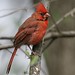 David Cardinal Photo 18