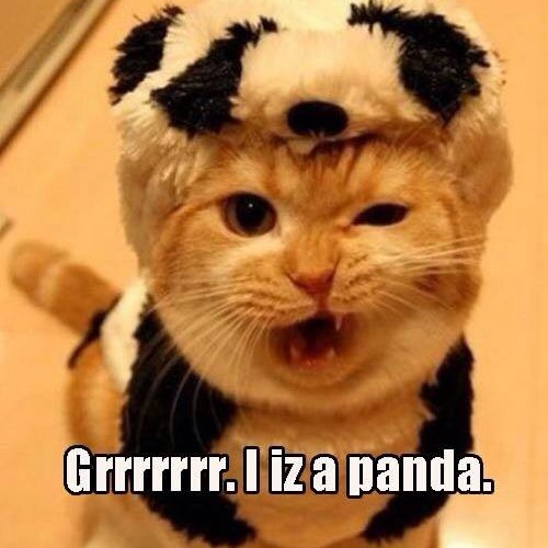 Pamela Ransom Photo 12