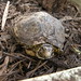 Cindy Crooks Photo 7