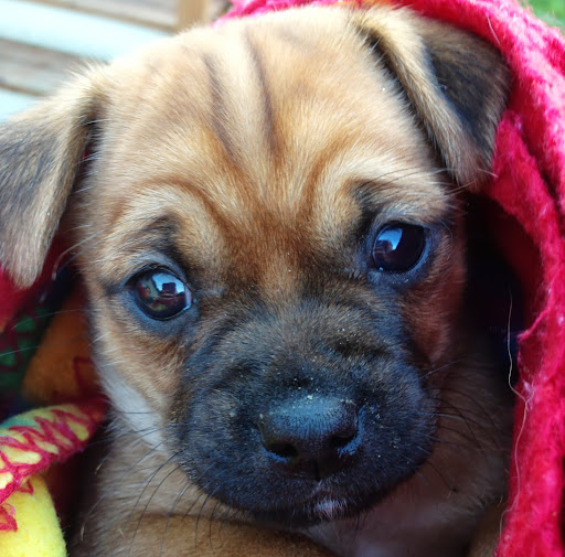 Stacey Henderson Photo 17