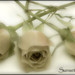 Jody Rose Photo 30