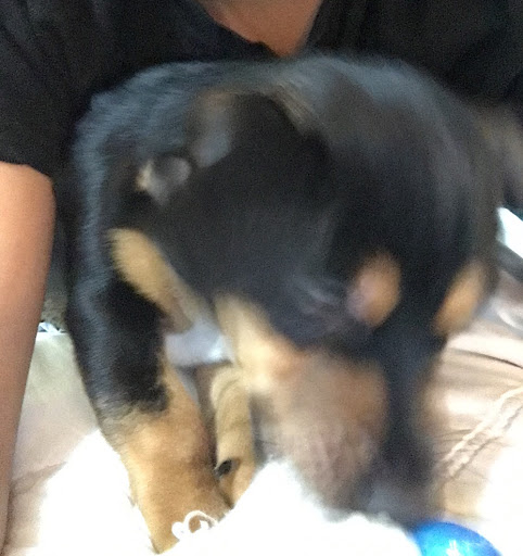 Rodney Dennis Photo 16