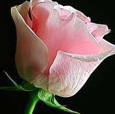 Alyssa Ladd Photo 17