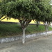 Santos Jaco Photo 9