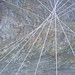 Ann Dowell Photo 11