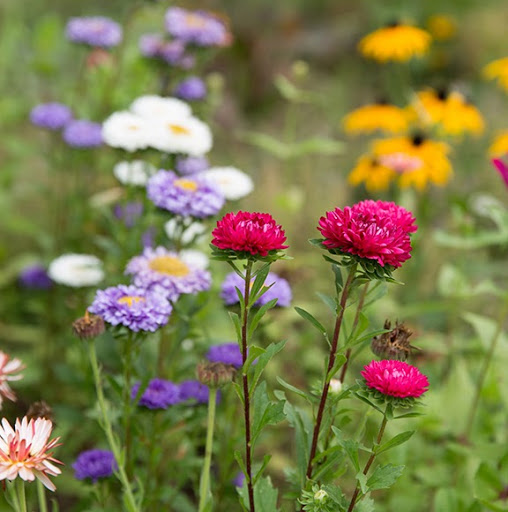 Susan Whitman Photo 37