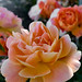 Heather Rose Photo 14