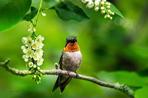 Cheri Young Photo 37