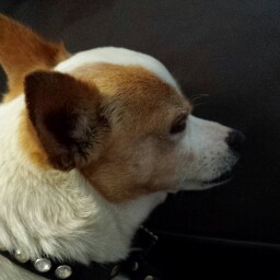 Dale Shepherd Photo 36