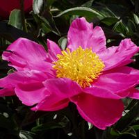 Angie Dutton Photo 9