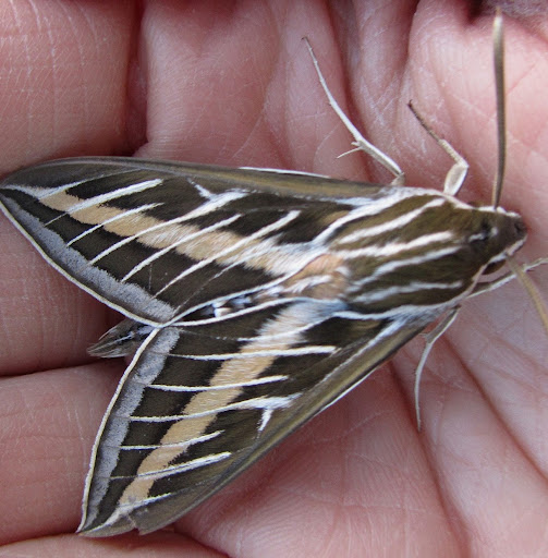 Julie Collins Photo 36