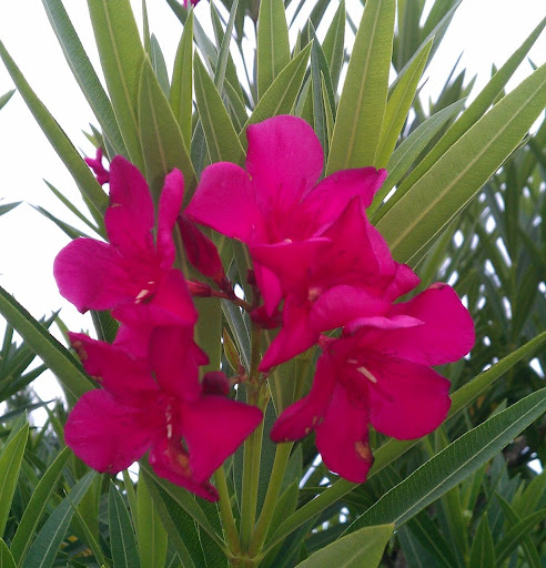 Nancy Hanson Photo 43