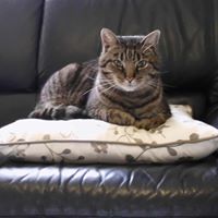 Robert Rolf Photo 10