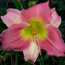 Christina Nicholas Photo 8