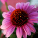 Debbie Wilt Photo 26