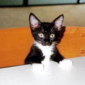 Traci Kennedy Photo 17