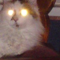 Deana Robinson Photo 14