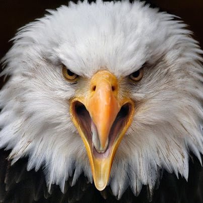 Todd Morris Photo 18