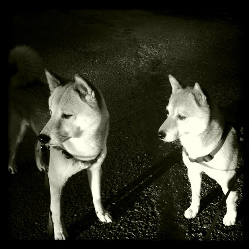 Susan Adams Photo 27 Susan Adams Photo 27