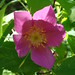 Rosa Dunbar Photo 4