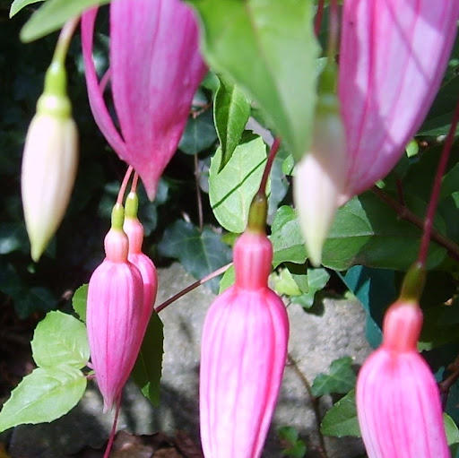 Christine York Photo 23