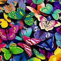 Tammy Cardinal Photo 6