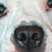 Janice Bowden Photo 8