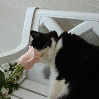 Katherine Simmons Photo 40