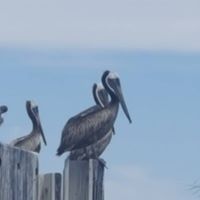 Patricia Clements Photo 21 Patricia Clements Photo 21