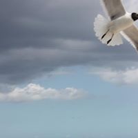 Nellie Rainer Photo 3