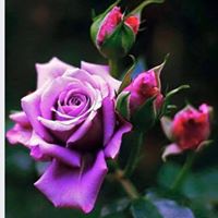 Colleen Norman Photo 14