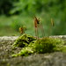 Dean Moss Photo 3